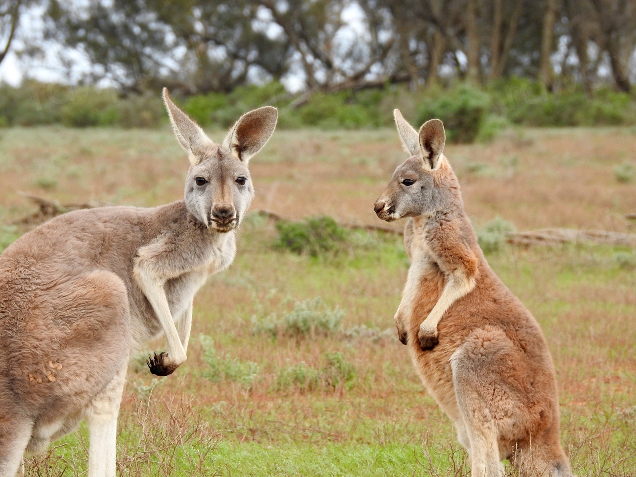 Meeting a kangaroo on the beach!